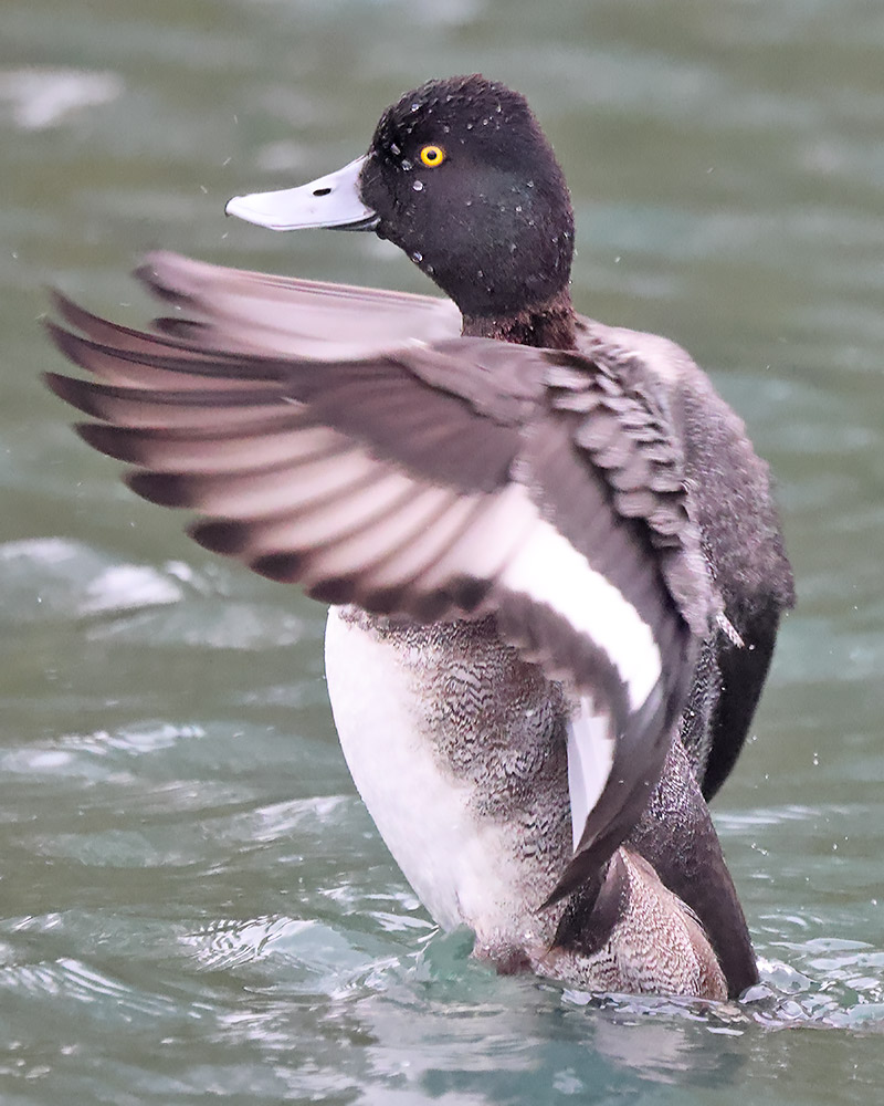 Lesser scaup